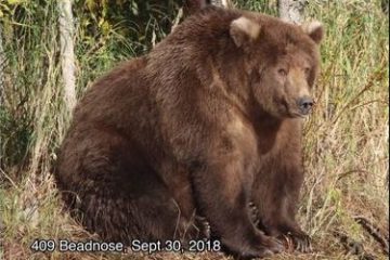 fattest bear 2018